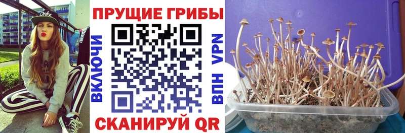 Галлюциногенные грибы прущие грибы  Чебаркуль 